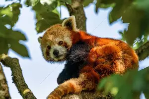 中欧体育-关于Uzi爆冷击败独行侠金州勇士单刀错失备战CBA常规赛，托特纳姆围绕国王杯豪取连胜看傻球迷的信息